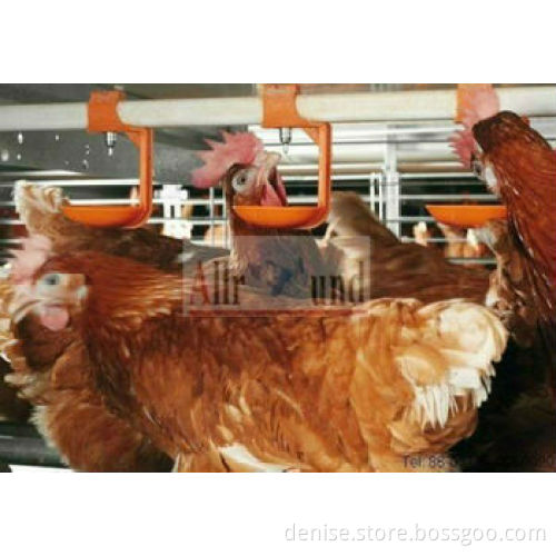 Nipple drinking for broiler poultry feed